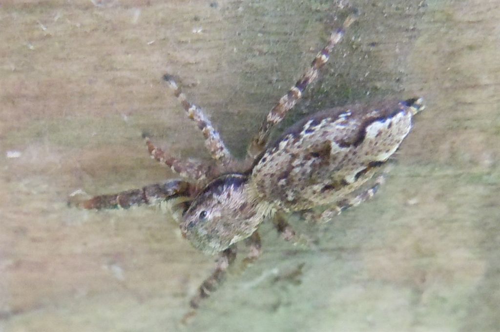 Marpissa muscosa